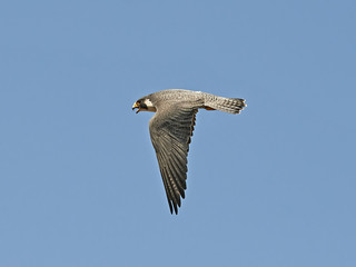 Peregrine Falcon (Falco peregrinus)