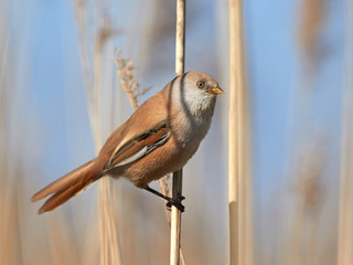 Bearded Reedling (Panurus biarmicus)