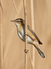 Sedge Warbler (Acrocephalus schoenobaenus)