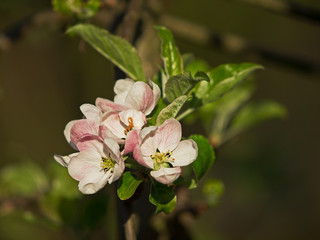 Apple tree blossom
