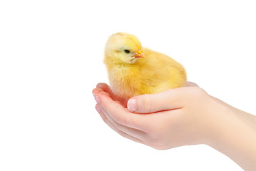 Baby Chick