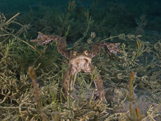 Toad underwater (Bufo bufo) Vierwaldstättersee Switzerland