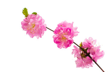 Fototapeta na wymiar Spring cherry tree blossoms