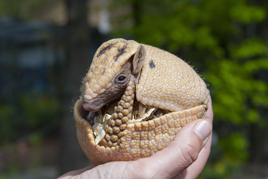 Southern three-banded armadillo (Tolypeutes matacus)