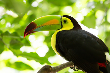 Portrait of Keel-billed Toucan bird