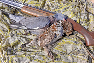 culver (wood pigeon) and hazel grouse - hunting trophies