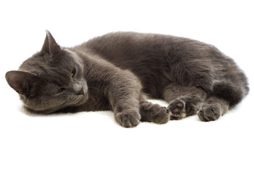 Naklejka premium gray cat lying