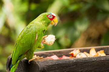 Portrait of White-fronted Parrot