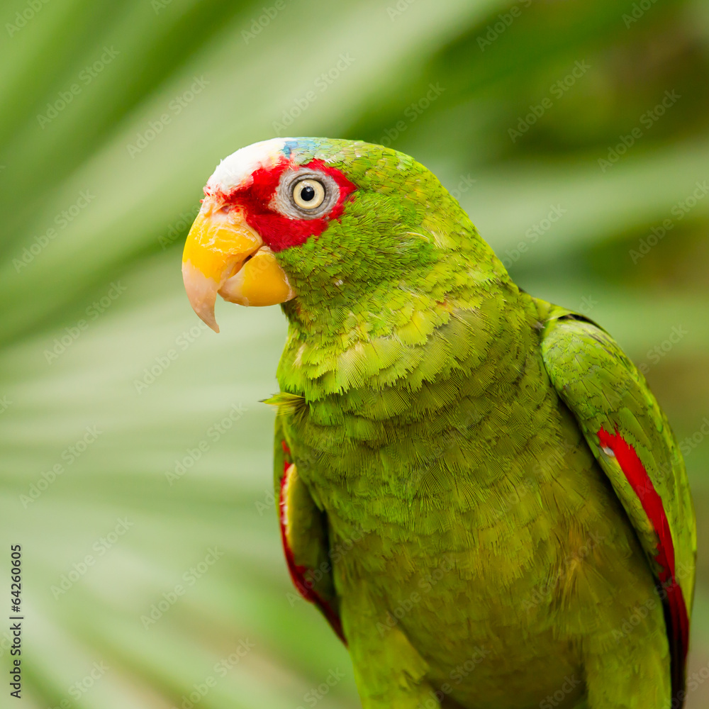 Sticker Portrait of White-fronted Parrot