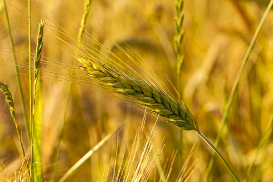   the mature ear of wheat photographed by a close up