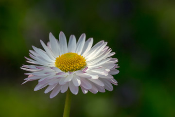 Obraz premium White daisy on dark green background