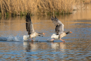 Geese running on water