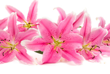 Obraz na płótnie Canvas pink lily isolated