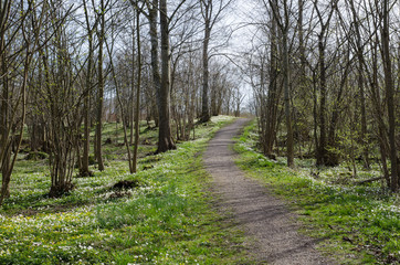 Springtime forest view
