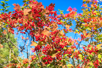 Red berries of viburnum on branches against blue sky