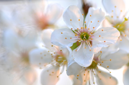 Fototapeta piękne delikatne kwiaty wiśni