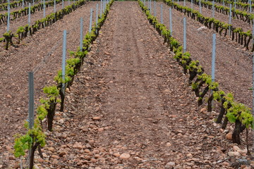 atención cruce de peatones