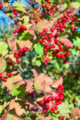 Ripe red viburnum on branch against the green leaves