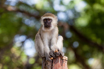 Affe