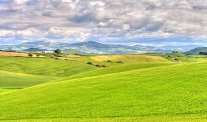 Fototapeta na wymiar green grass field landscape