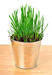 Green wheat grass in the aluminum pot