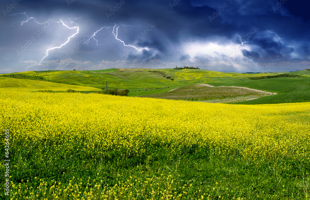 Canvas Prints field of flowers during spring time