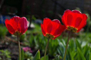 3 red tulips