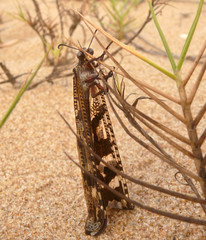 Insect crawling on the branch. Africa, Mozambique.