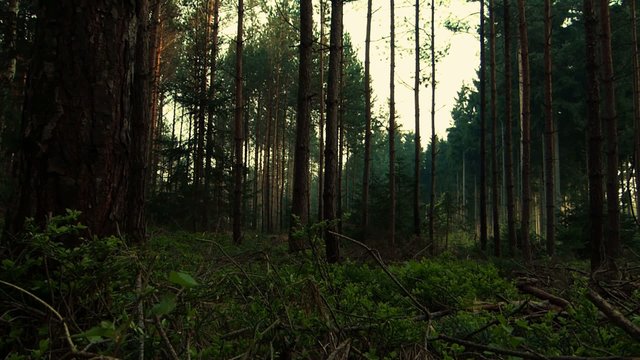 deutscher Wald - slide den Baum empor - Nadelwald