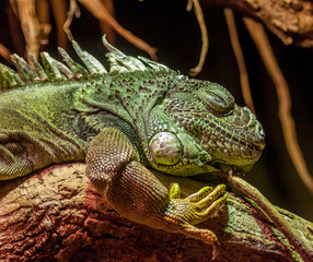 Iguana