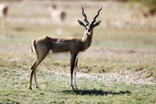 Blackbuck