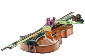 Violin and purple daisy on white background