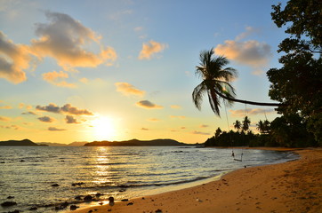 Sunset Beach and Palm Tree