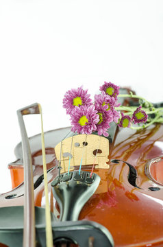Violin and purple daisy on white background