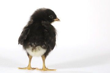 Adorable Baby Chick Chicken on White Background