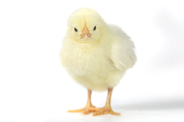Adorable Baby Chick Chicken on White Background