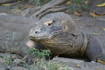 Obraz premium 表情