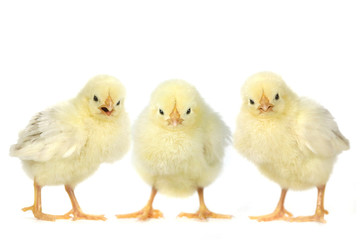 Angry Baby Chicks on White Background