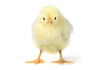 Adorable Baby Chick Chicken on White Background