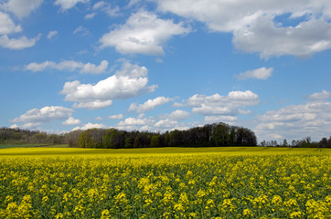 Flowering rapeseed field