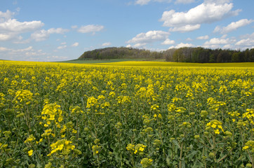 Obraz premium Flowering rapeseed field