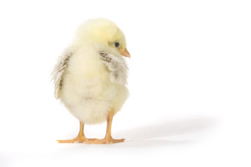 Fototapeta premium Adorable Baby Chick Chicken on White Background