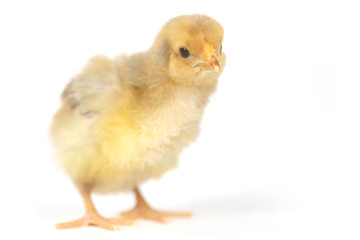 Adorable Baby Chick Chicken on White Background