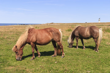 Obraz premium Horse grazing bye the sea