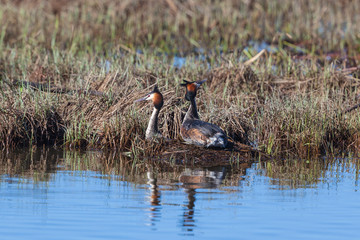 Great Crested Grebe pair