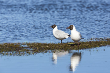 Black Headed gulls