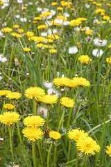Obraz premium Flowering dandelions