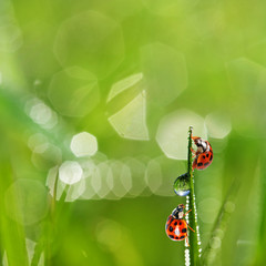 grass and water drops and ladybirds