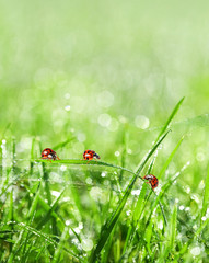 grass and water drops and ladybirds