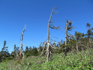 林と立ち枯れの木